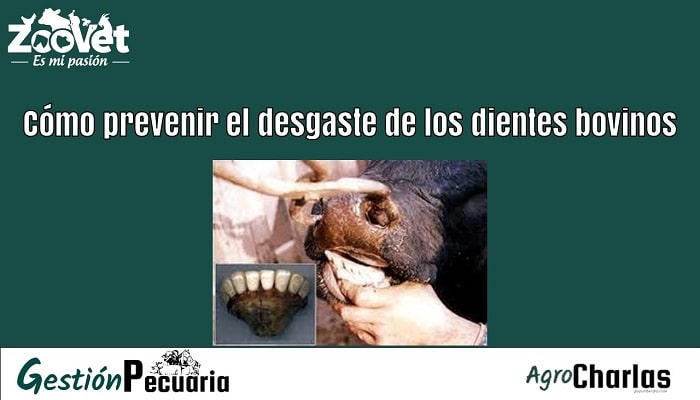 ¿Cómo el Azúcar Daña los Dientes de los Niños?