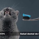 El impacto del azúcar en la salud dental de los niños