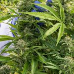 CBD legal ofrece una nueva mirada a la salud integral