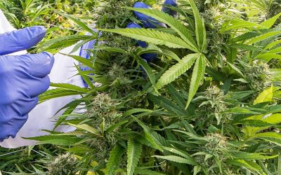 CBD legal ofrece una salud integral
