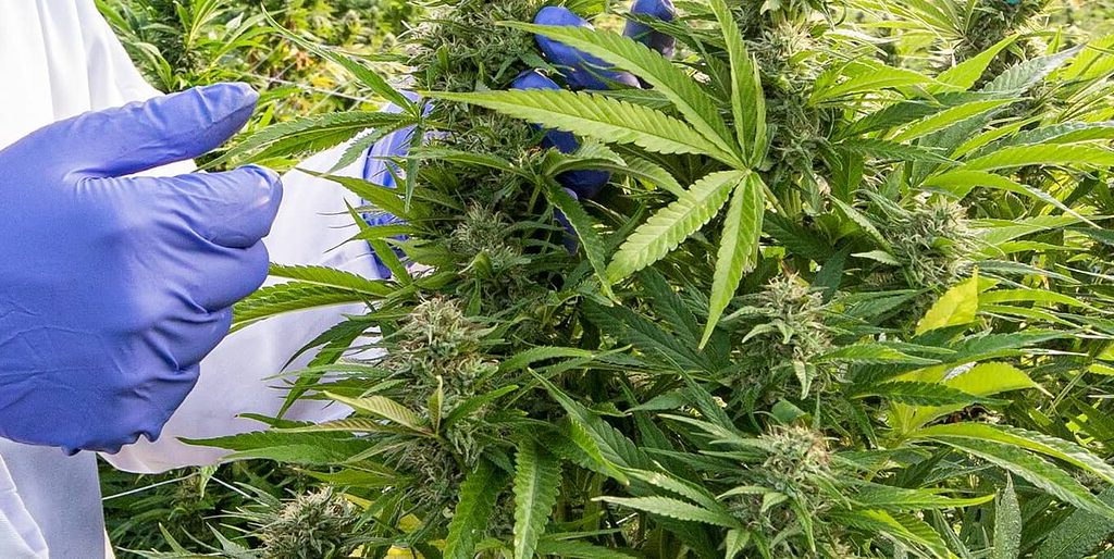 CBD legal ofrece una salud integral