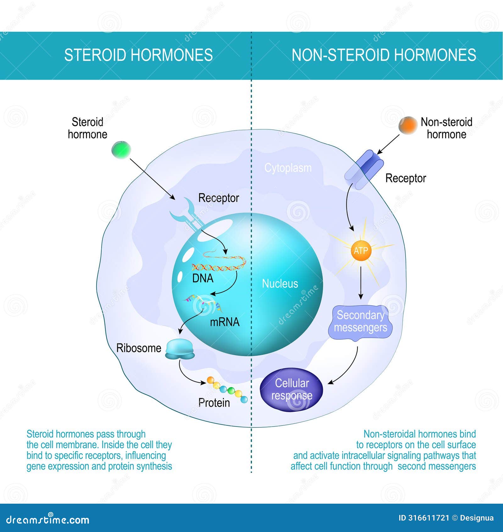 Impacto de las hormonas en la salud bucal
