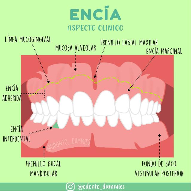 1. Observación de las Encías: Un Primer Paso Crucial