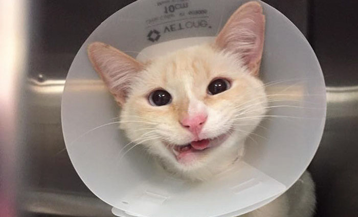 Cómo un tratamiento de conducto salvó mi sonrisa 3 Conclusión: Una Sonrisa Salvada
