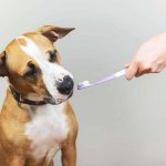 Cómo detectar problemas dentales en mascotas y cuándo acudir