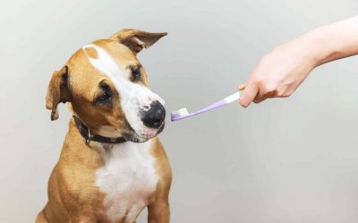 comodetectarproblemasdentalesenmascotasycua