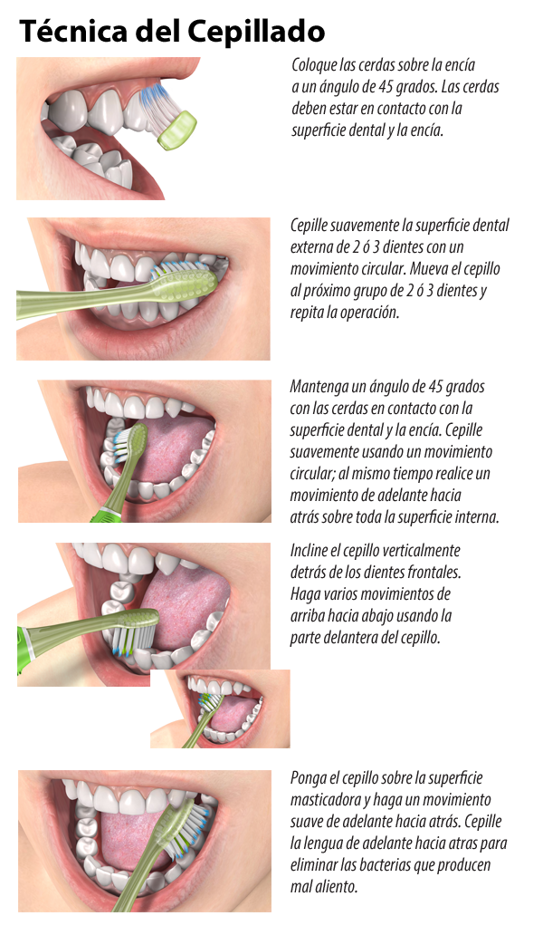 La base de una boca sana: El cepillado correcto