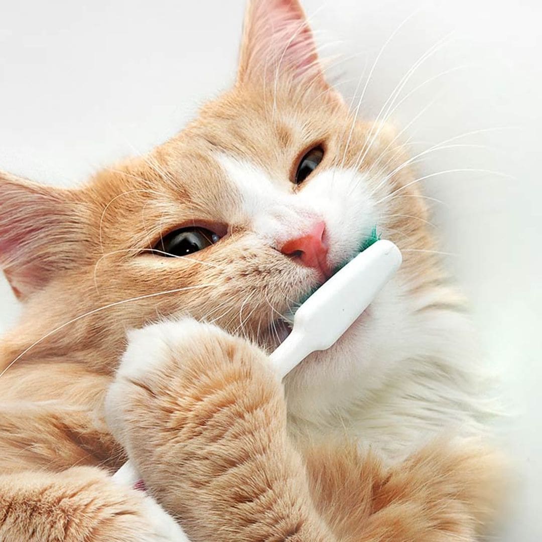 Cómo detectar problemas dentales en mascotas y cuándo acudir 1 Señales de Alerta: Detectando Problemas Dentales en Mascotas